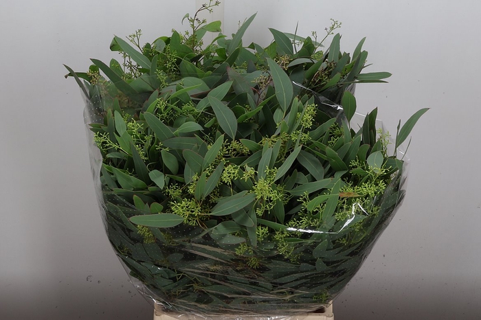 <h4>Euca Populus Bes Kort 150 Gr</h4>