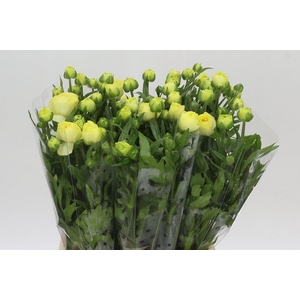 Ranunculus Moderna Limoncello