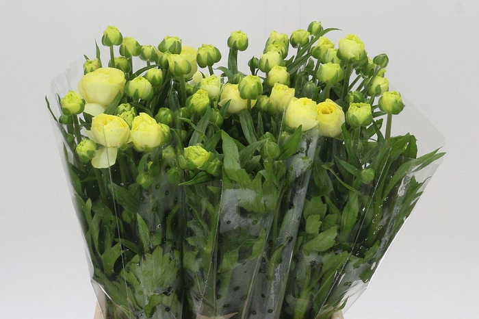 <h4>Ranunculus Moderna Limoncello</h4>