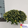 arr8 Chrys Skyfall Yellow In Zinken Schaal