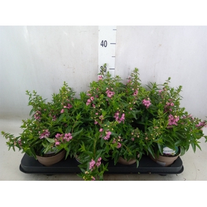 Angelonia  'Serena Lavender'
