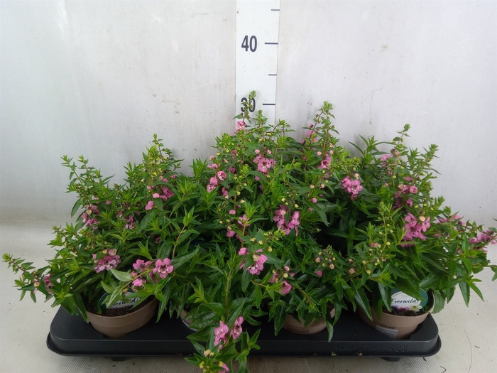 <h4>Angelonia  'Serena Lavender'</h4>