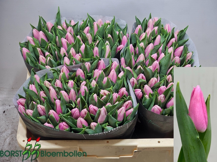 <h4>TU EN SANDOR</h4>