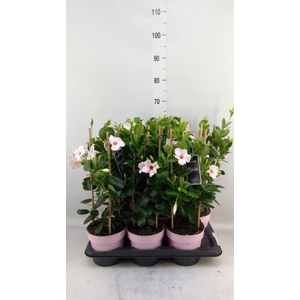 Mandevilla am. 'Sundav Cream Pink'