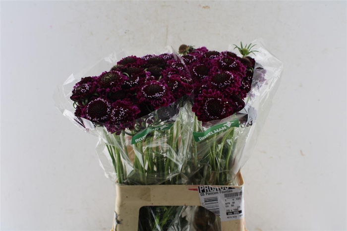 <h4>Scabiosa Scoop Dark Purple</h4>