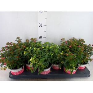 Fuchsia  'Bella Fuchsia Evita'