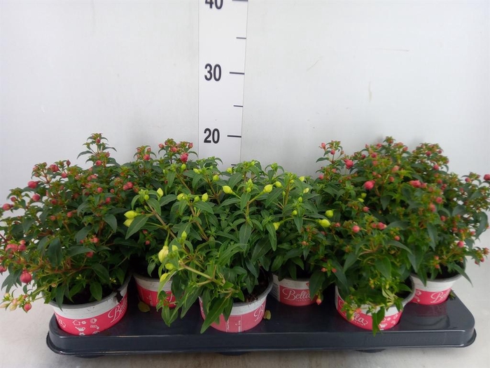 <h4>Fuchsia  'Bella Fuchsia Evita'</h4>