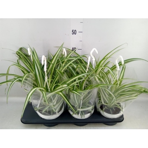 Chlorophytum com. 'Variegatum'