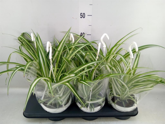 <h4>Chlorophytum com. 'Variegatum'</h4>