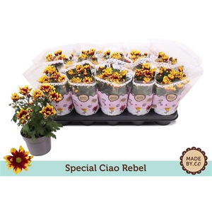 Chrysant Special Ciao Rebel
