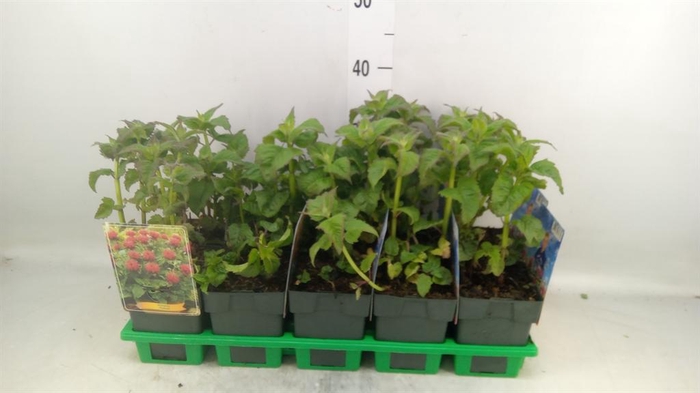 <h4>Monarda didyma</h4>