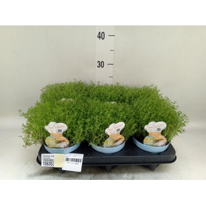 Thymus vulgaris 'Compactus'