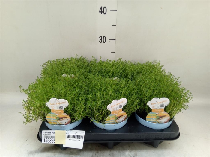 <h4>Thymus vulgaris 'Compactus'</h4>