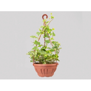 HEDERA VARIEGATA C21