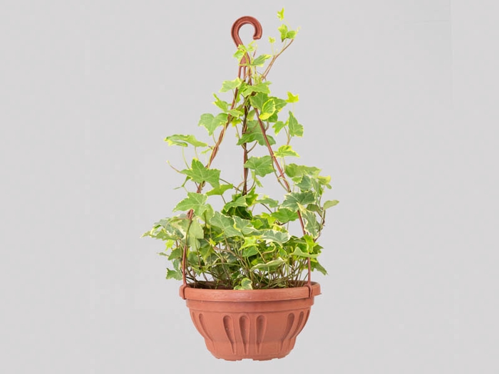 <h4>HEDERA VARIEGATA C21</h4>