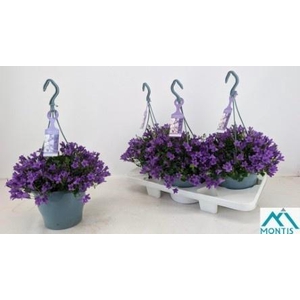 CAMP POR AMBE PURPLE