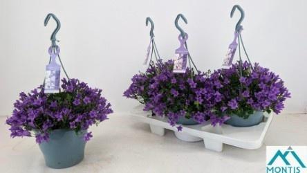 <h4>CAMP POR AMBE PURPLE</h4>