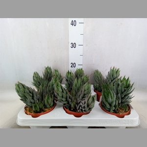 Haworthia   ...