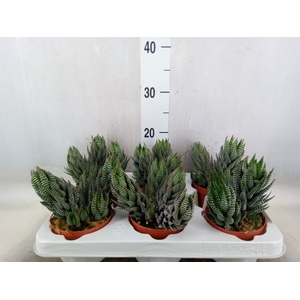 Haworthia   ...