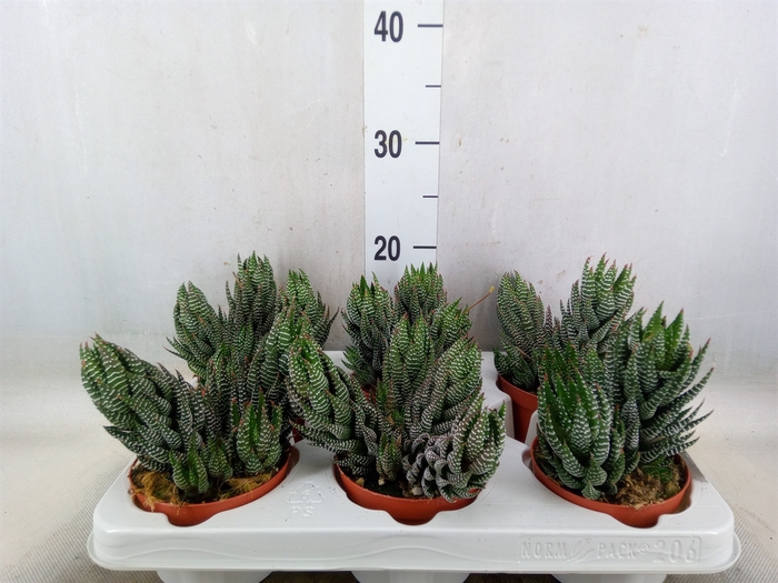 <h4>Haworthia   ...</h4>