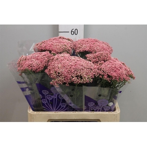 Ozothamnus Cooks Pink