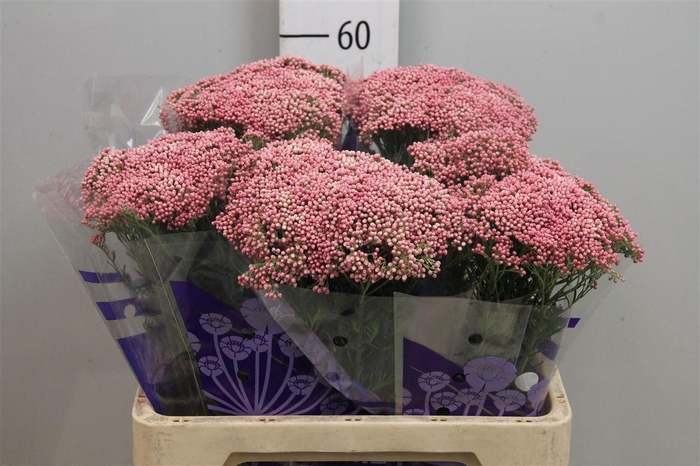 <h4>Ozothamnus Cooks Pink</h4>