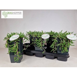 SENEC H PURPLE FLUSH
