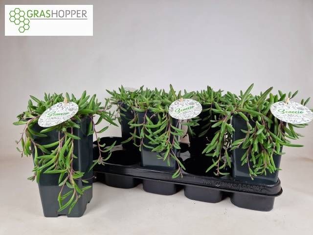 <h4>SENEC H PURPLE FLUSH</h4>