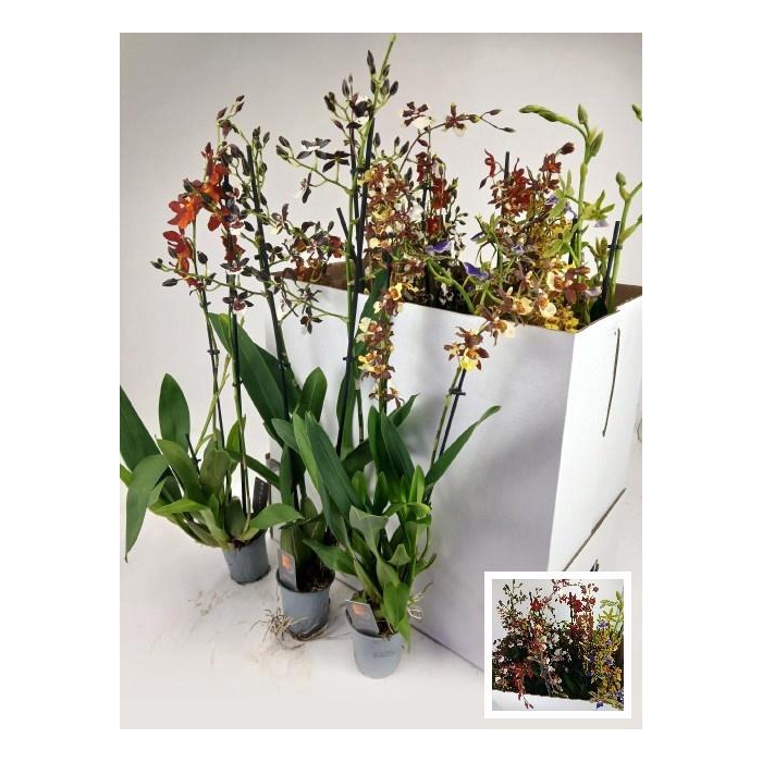 <h4>CAMBRIA GRP GEM</h4>