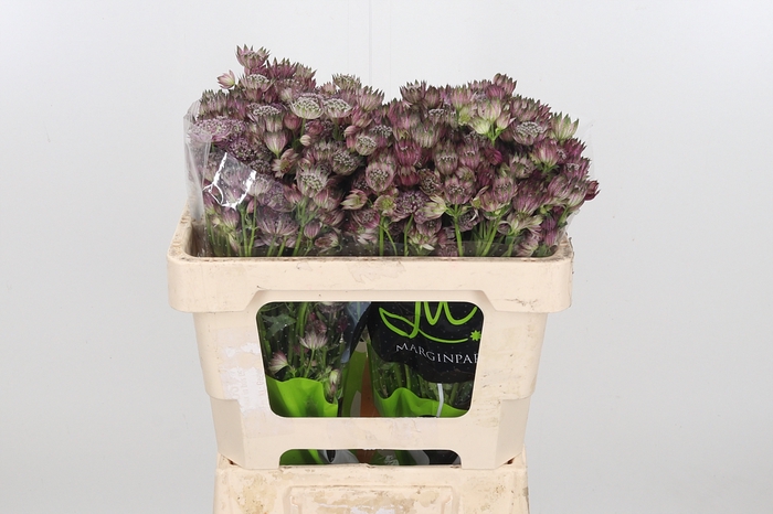 <h4>Astrantia Star Of Africa</h4>