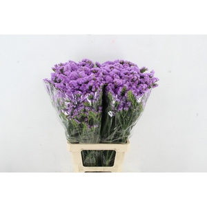 STATICE LAVANDER