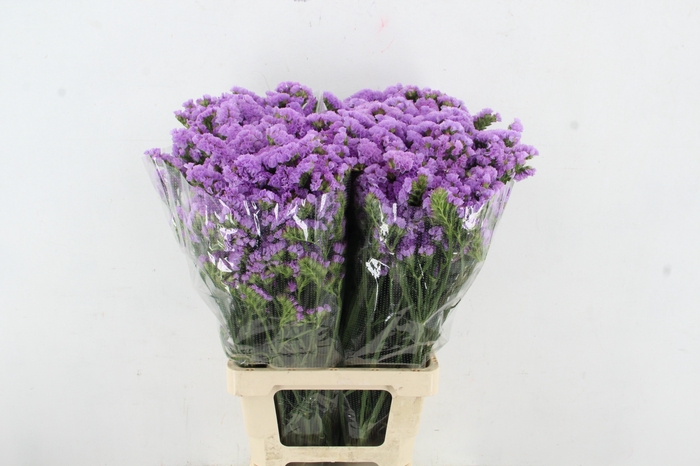 <h4>STATICE LAVANDER</h4>