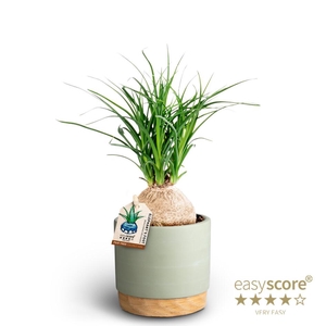 BEAUCARNEA RECURVATA P10 WB GREEN