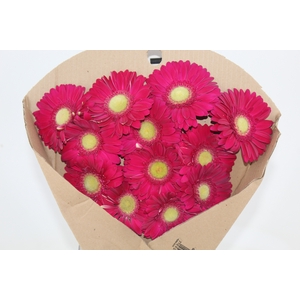 GERBERA AMBASSADOR < 050 CM > 10 CM DIAM