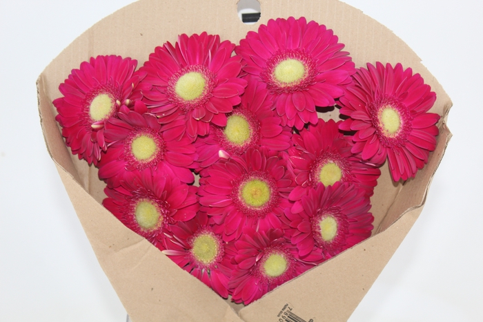 <h4>GERBERA AMBASSADOR < 050 CM > 10 CM DIAM</h4>