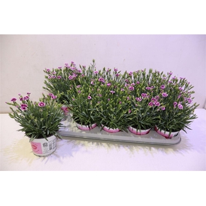 Dianthus Pink Kisses