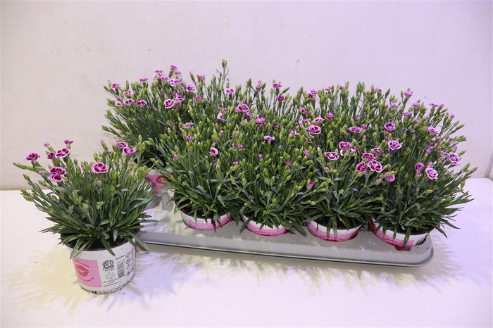 <h4>arr8 Dianthus Pink Kisses</h4>