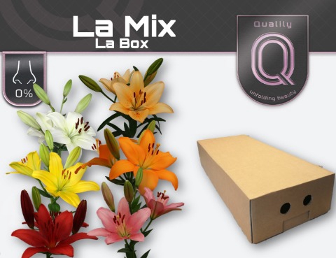 LI LA GEM IN FUST LA BOX 4+