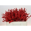 Ilex Rood