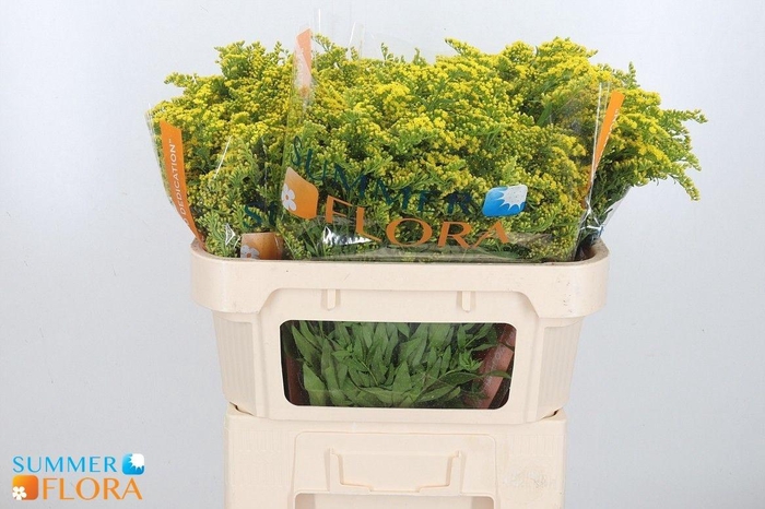 <h4>SOLI GOLDEN GLORY</h4>