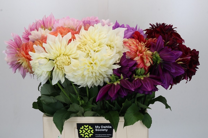 <h4>Dahlia Gemengd in fust</h4>