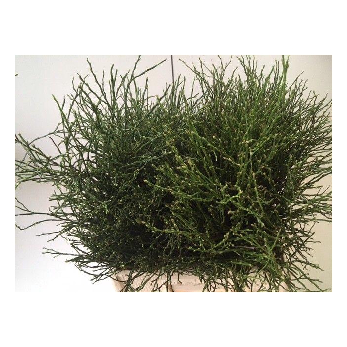 <h4>VACC MYRTILLUS</h4>