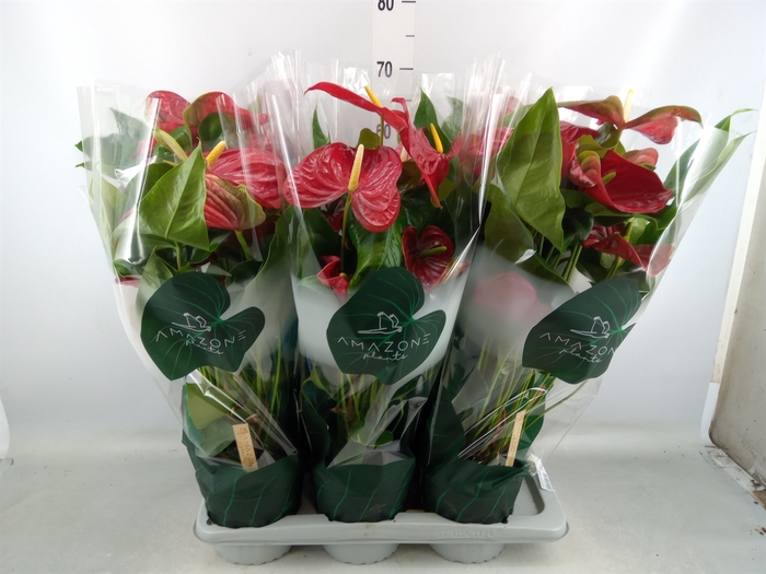 <h4>Anthurium andr. 'Nevada'</h4>