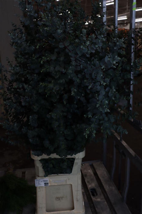 <h4>Euca Gunny Azura</h4>