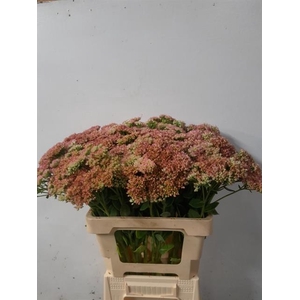 SEDUM SPECTABILE