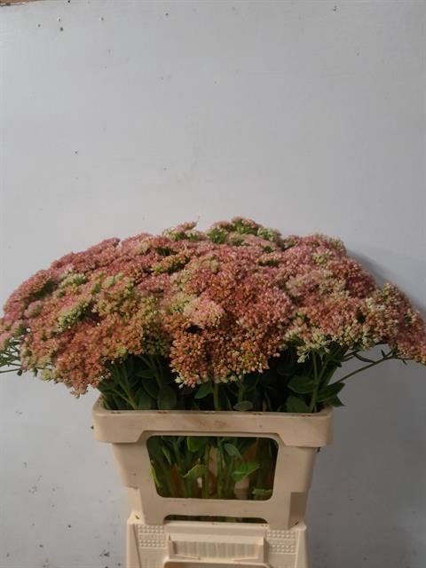 <h4>SEDUM SPECTABILE</h4>