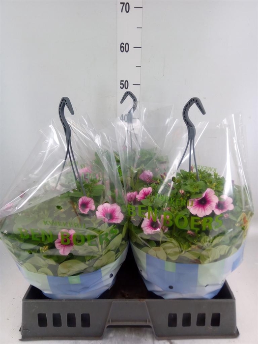 <h4>Petunia ...</h4>