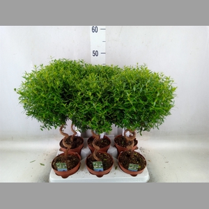 Myrtus communis