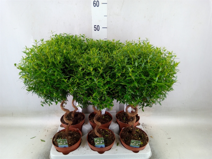 <h4>Myrtus communis</h4>