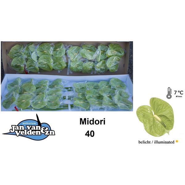 <h4>Anth A Midori 11 cm X40 Jan van Velden</h4>